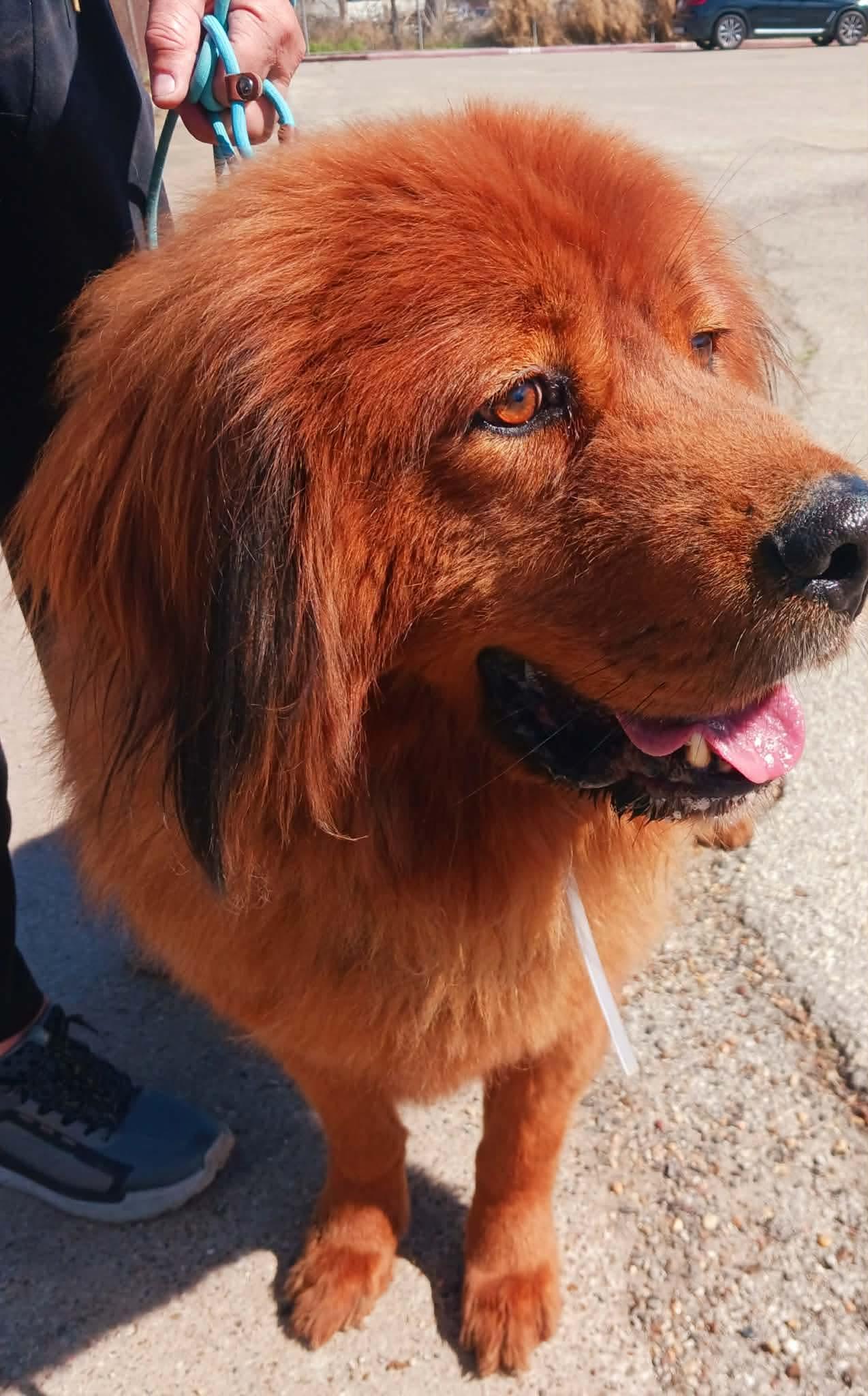 Enlarge Conner , a ADOPTABLE Tibetan Mastiff in Kankakee, IL image 3/3