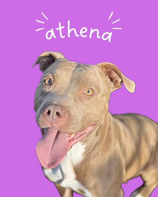 HAZEL, Adoptable, Adult Female Pit Bull Terrier.