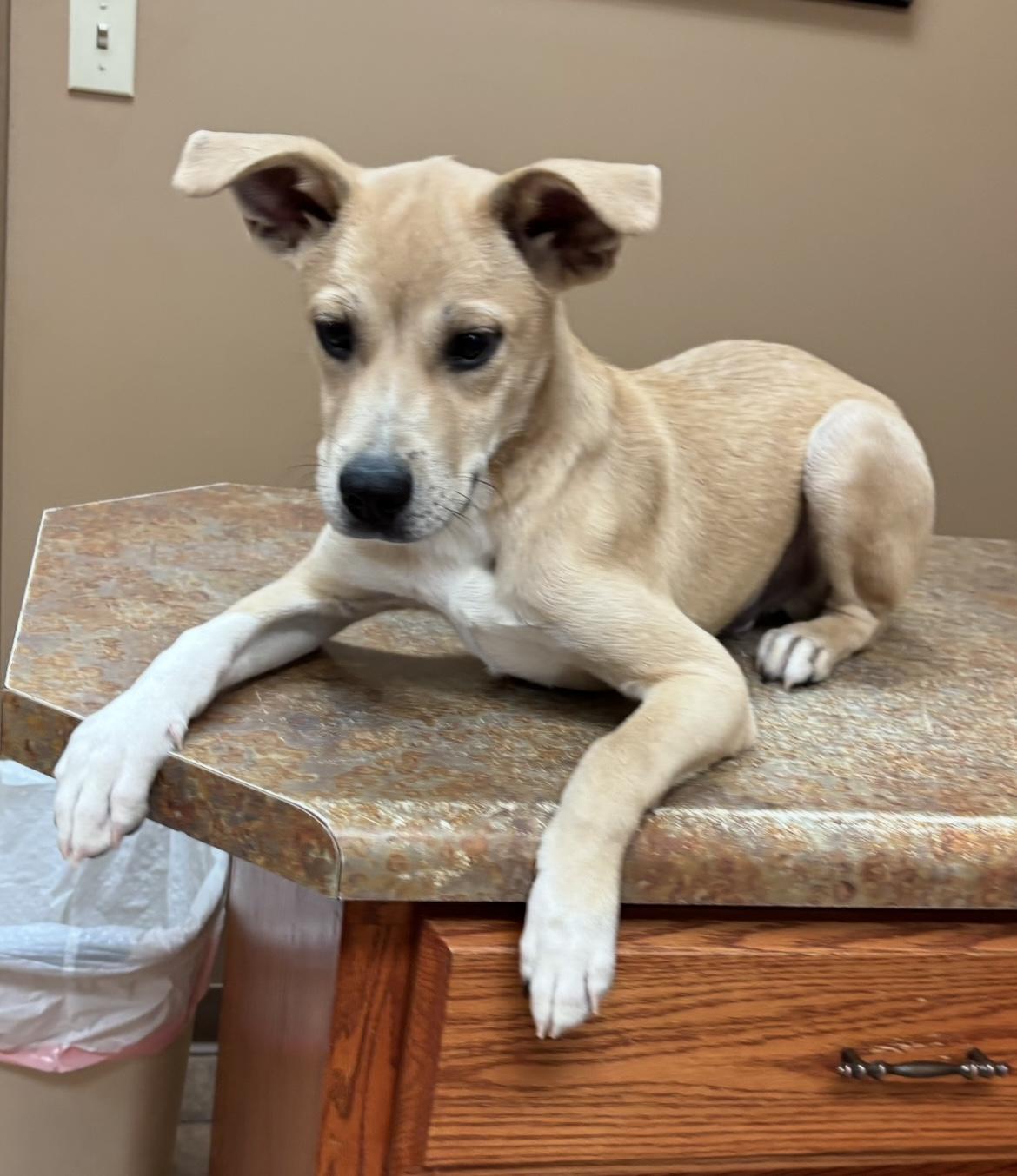 Yahoo, Adoptable, Puppy Male Labrador Retriever & German Shepherd Dog.