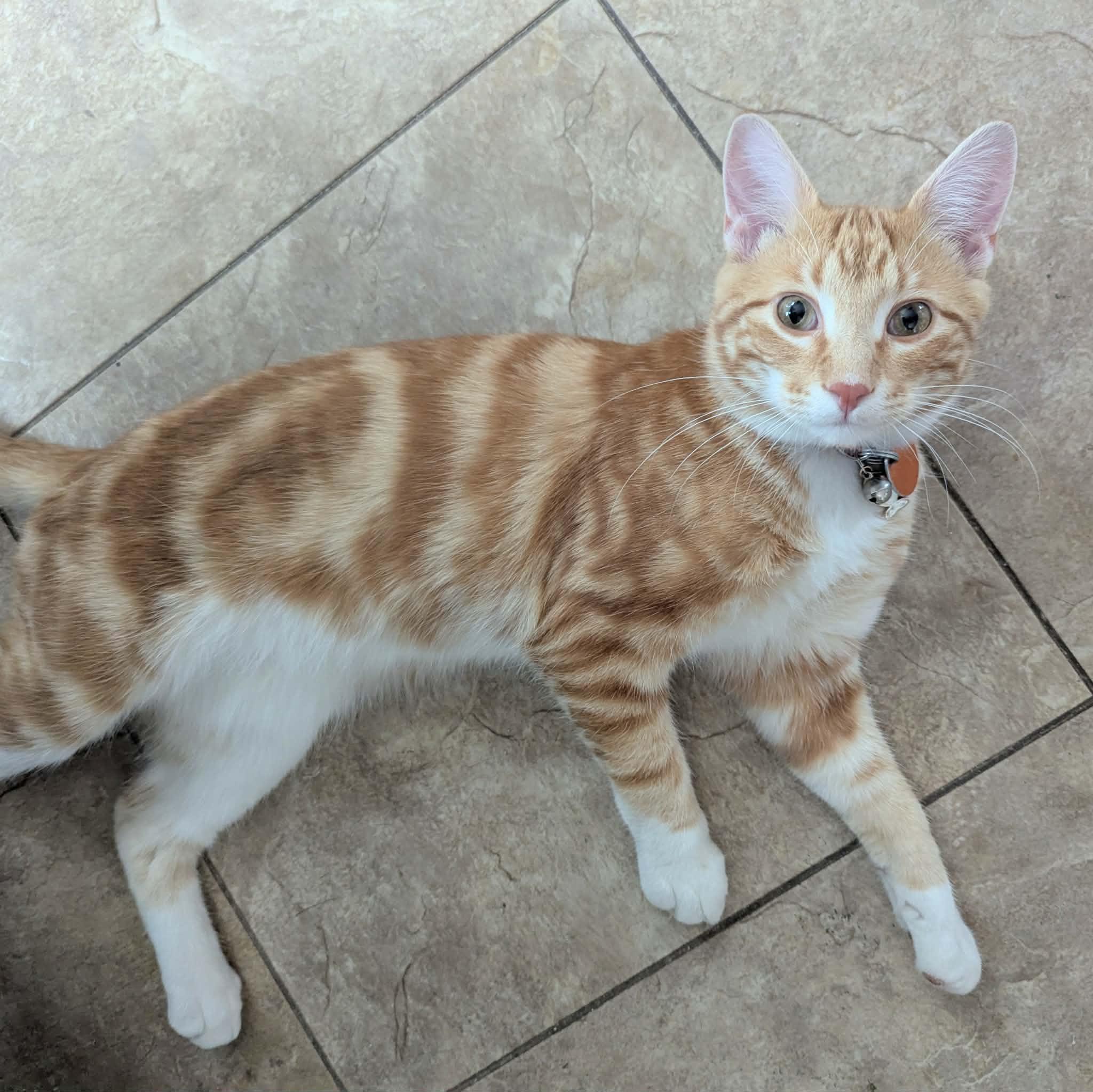 Auggie, ADOPTABLE, Young Male Domestic Short Hair.