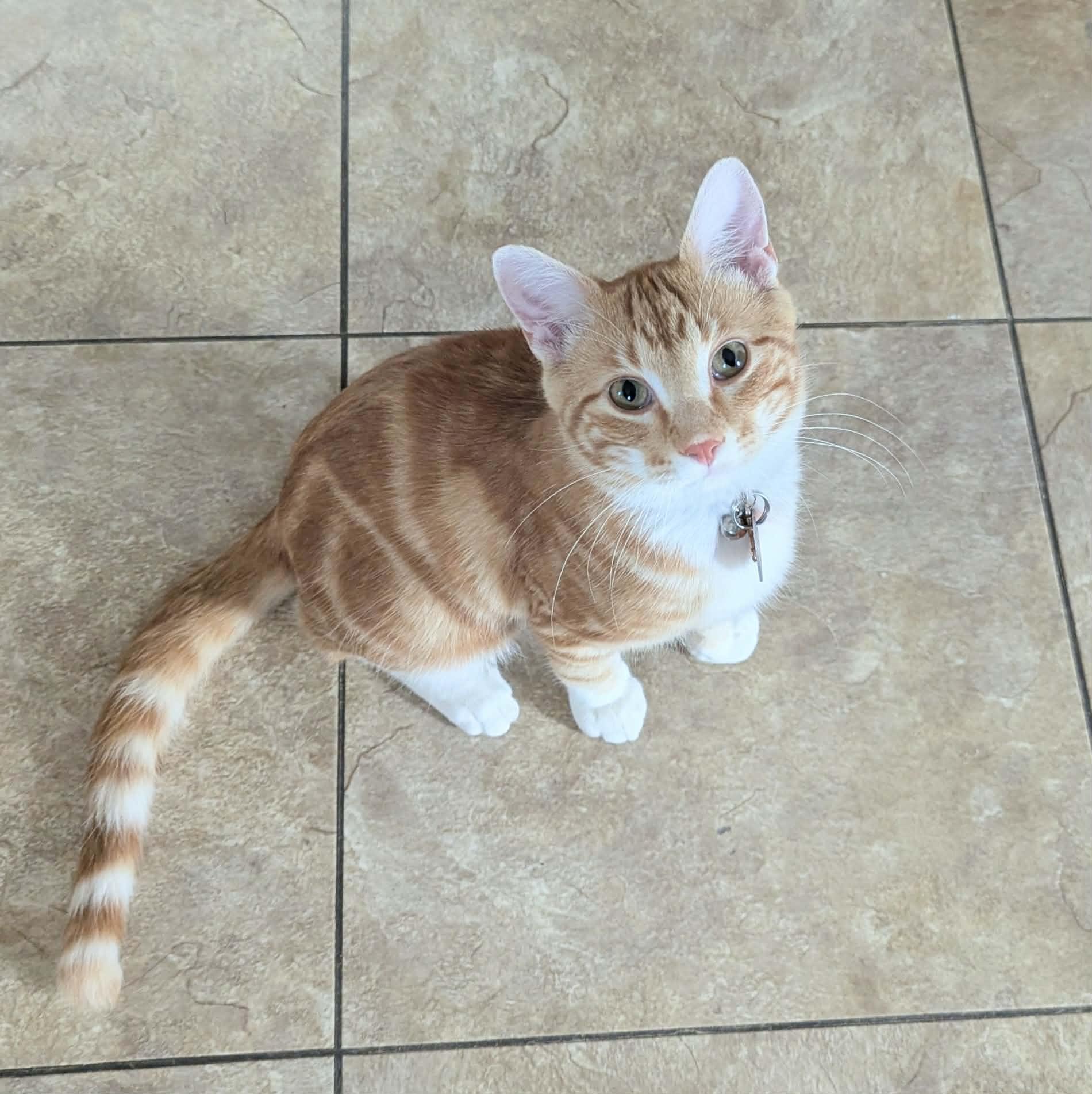 Enlarge Auggie, a ADOPTABLE Domestic Short Hair in Little Falls, MN image 2/4