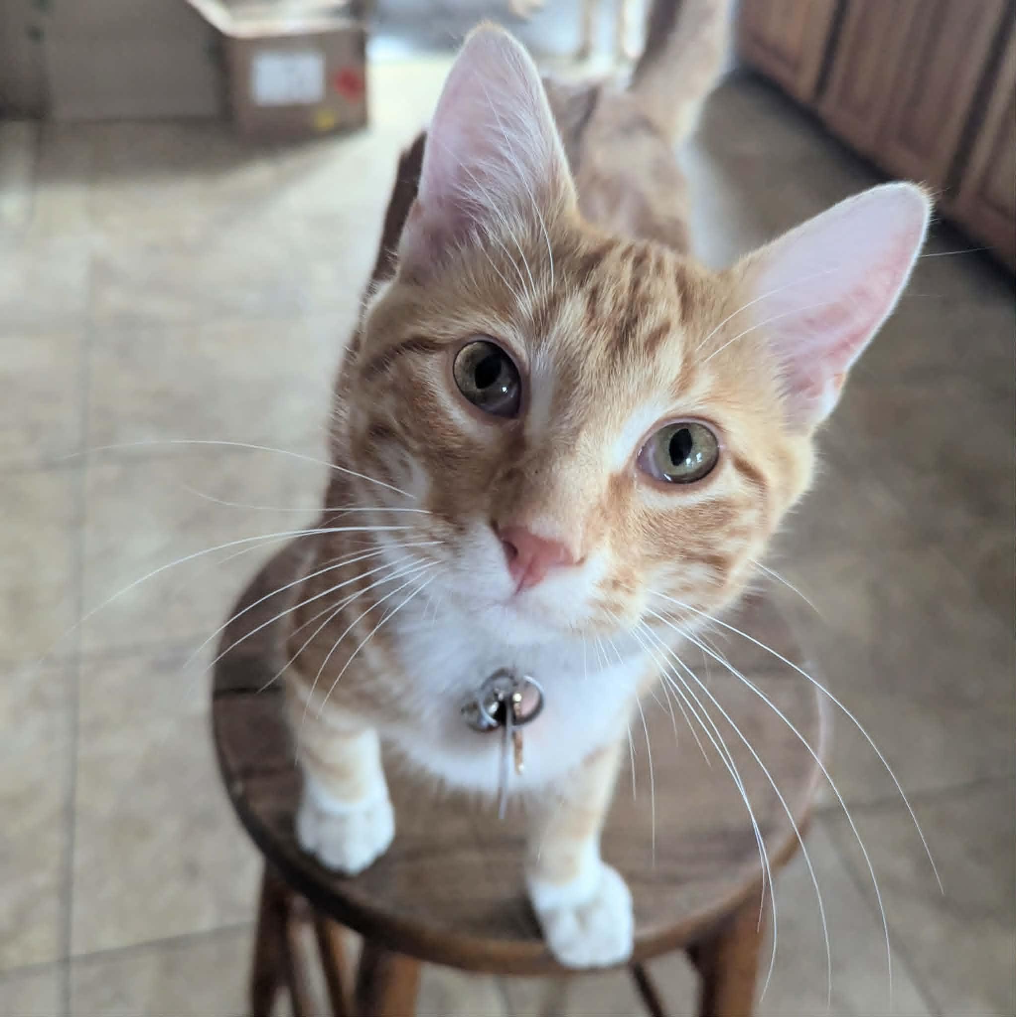 Enlarge Auggie, a ADOPTABLE Domestic Short Hair in Little Falls, MN image 4/4