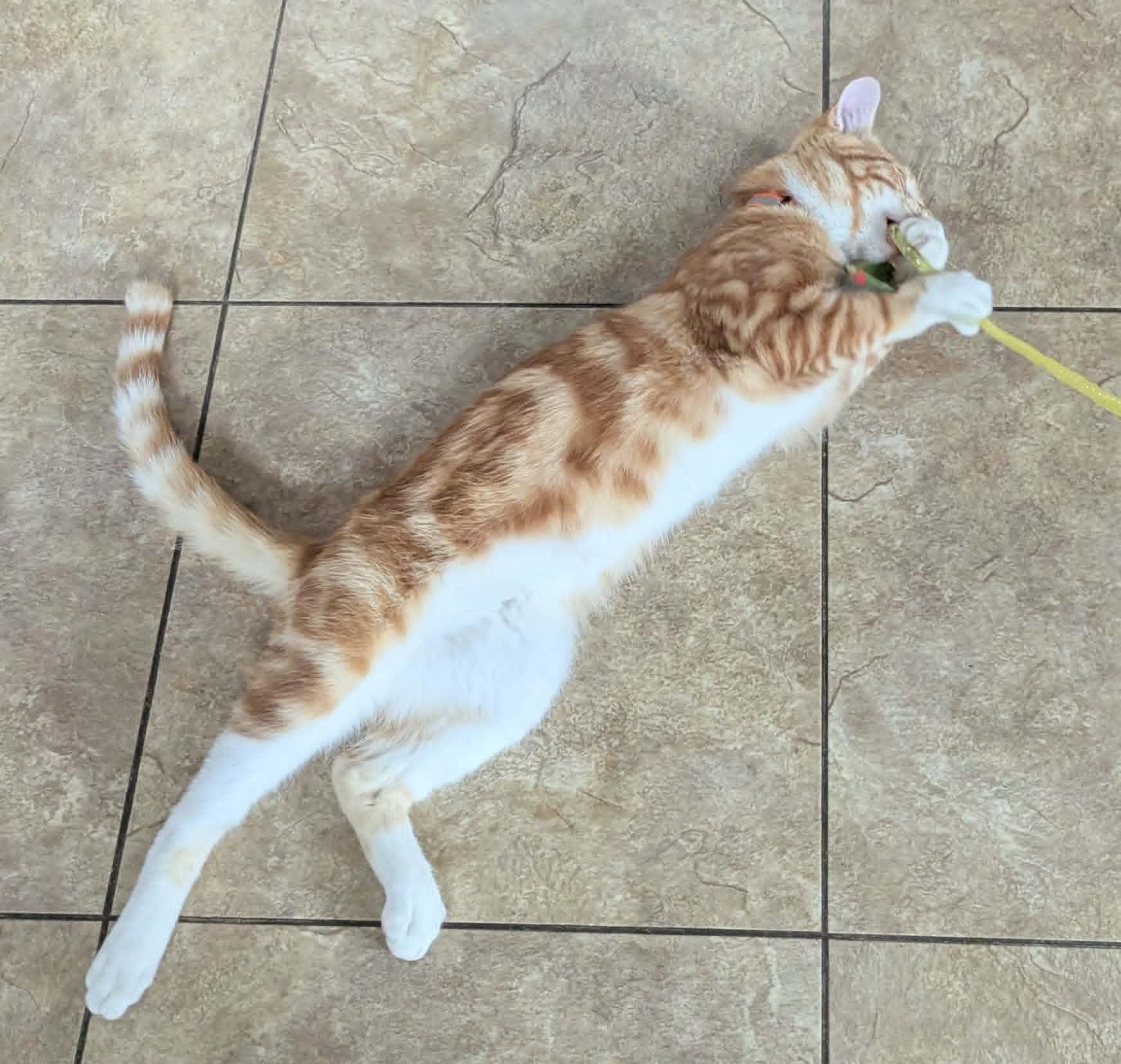 Enlarge Auggie, a ADOPTABLE Domestic Short Hair in Little Falls, MN image 3/4