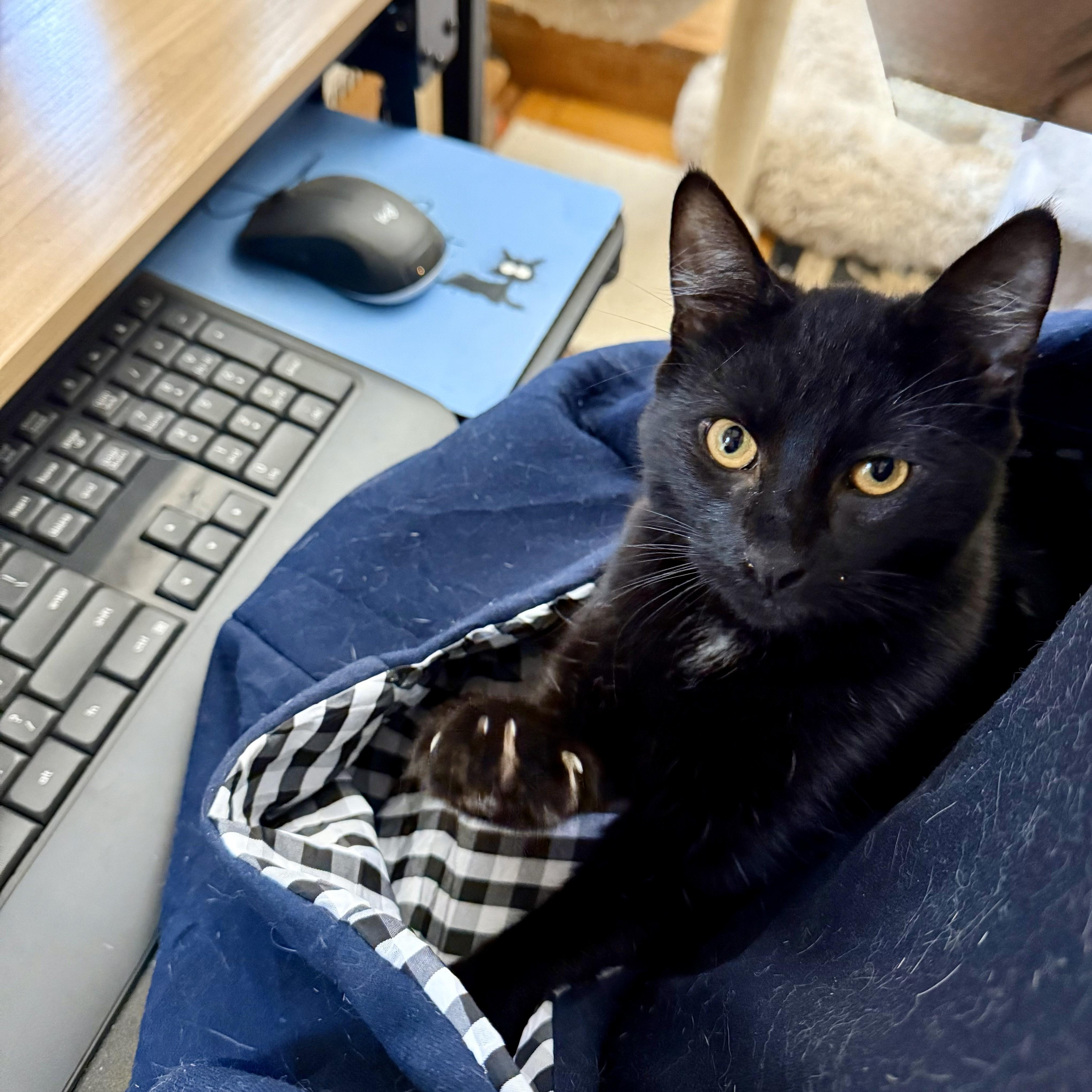 Enlarge Darling Dusk, a Adoptable Domestic Short Hair in Bronx, NY image 6/6