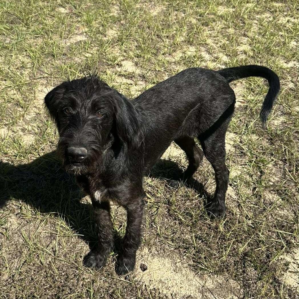 Enlarge Stella, a Adoptable mixed breed in Albany, NY image 2/4