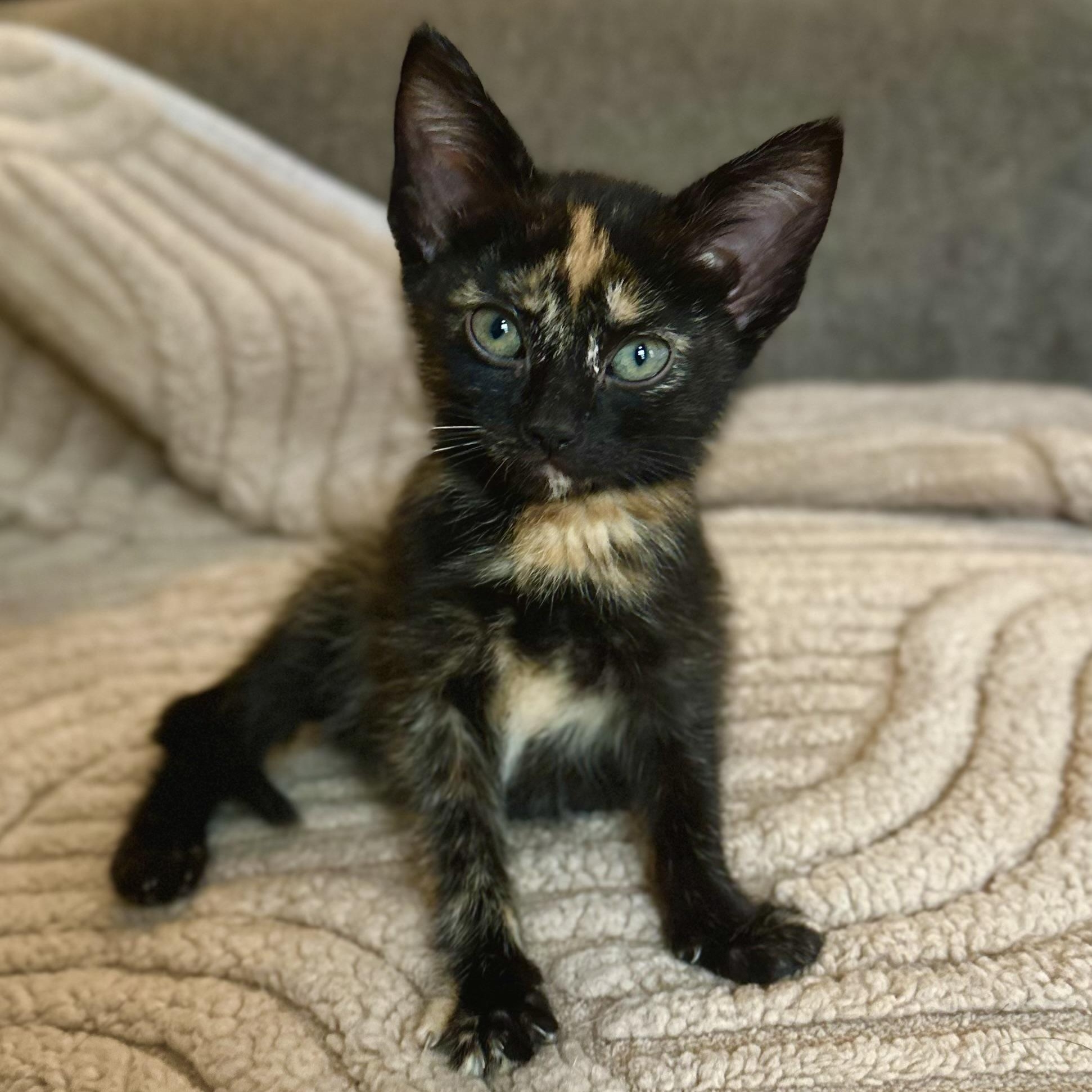 Enlarge Pepper, an adopted Domestic Short Hair in Chicago, IL image 1/3