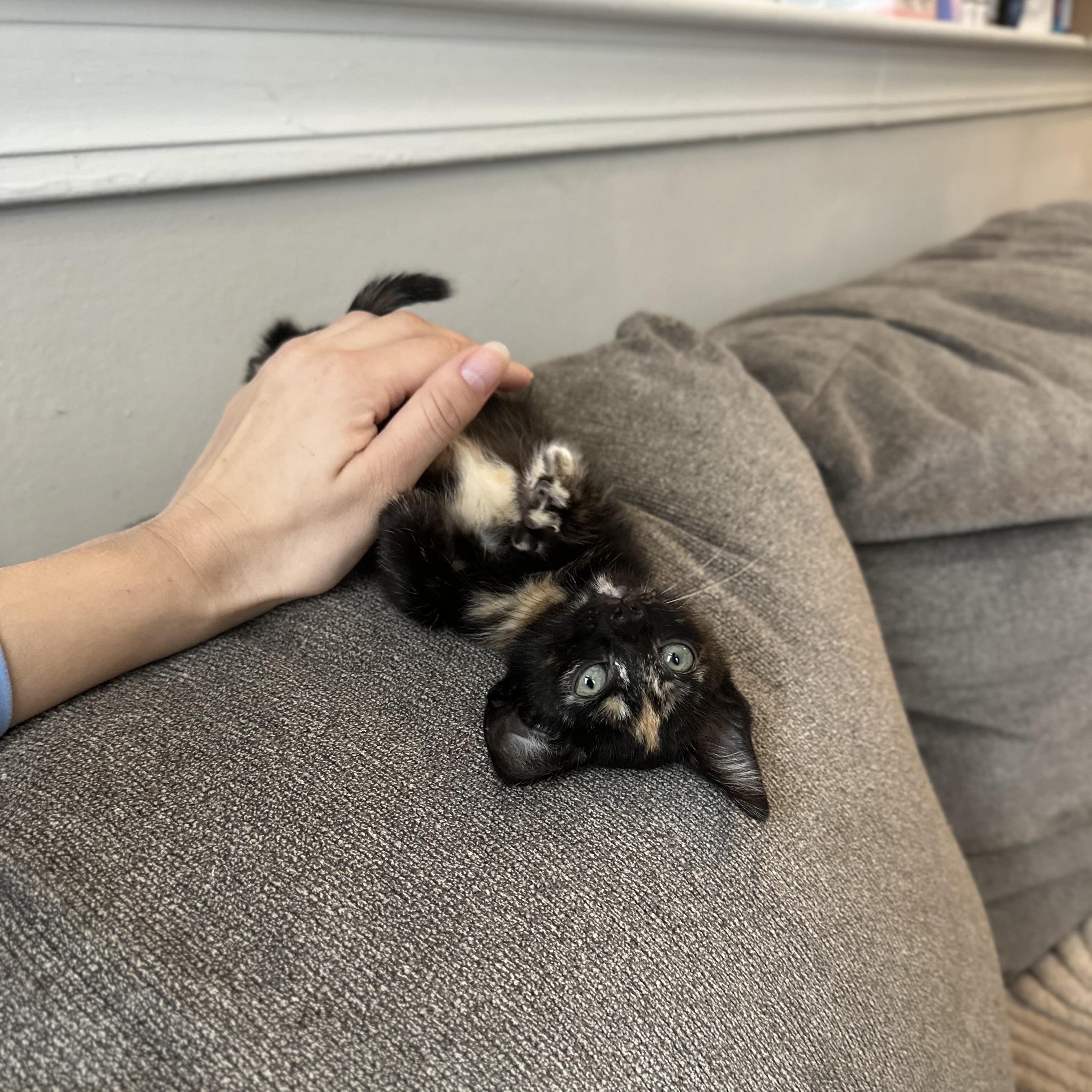 Enlarge Pepper, an adopted Domestic Short Hair in Chicago, IL image 2/3