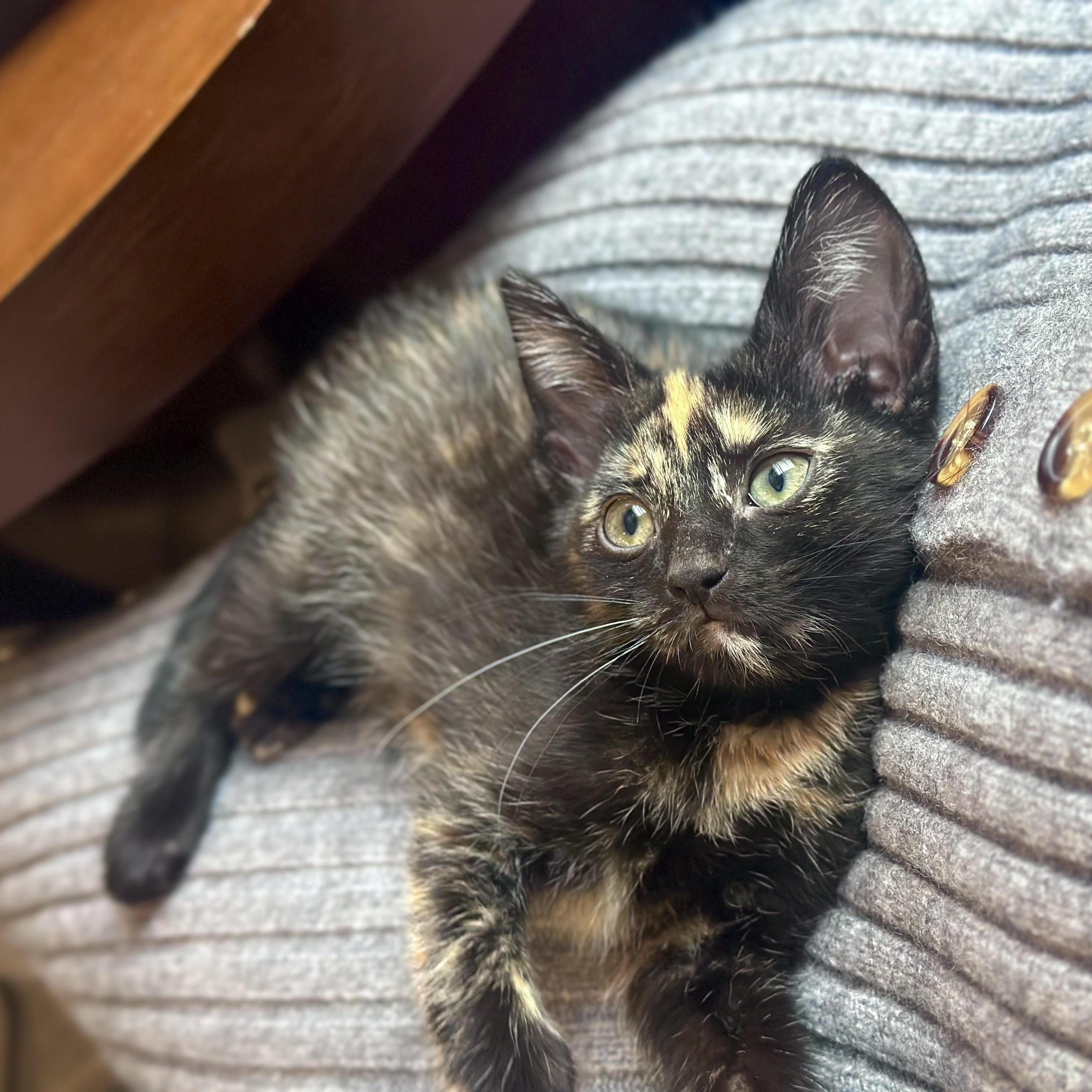 Enlarge Pepper, an adopted Domestic Short Hair in Chicago, IL image 3/3