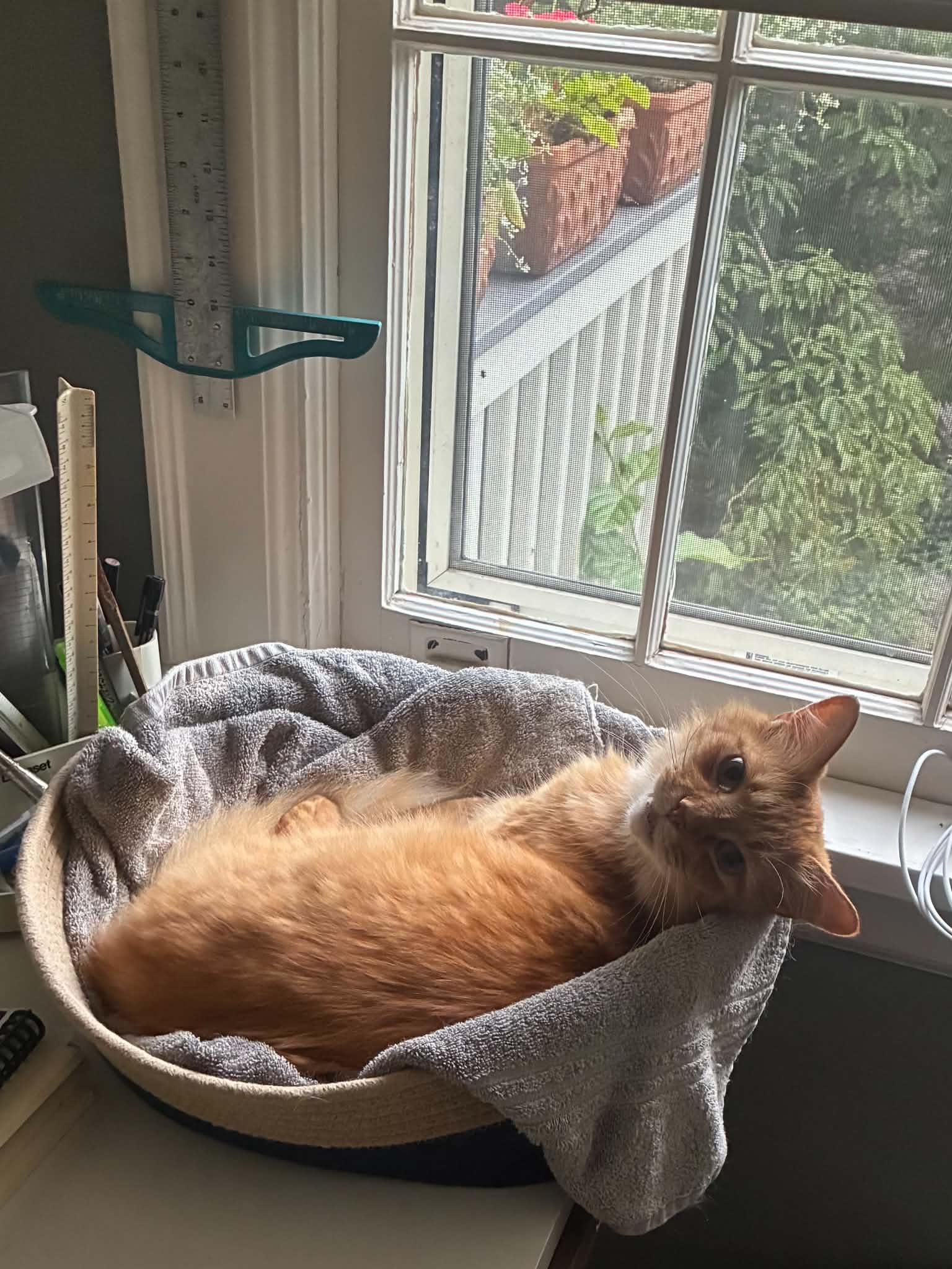 Enlarge Stevie, a Adopted Domestic Medium Hair in Asheville, NC image 3/6