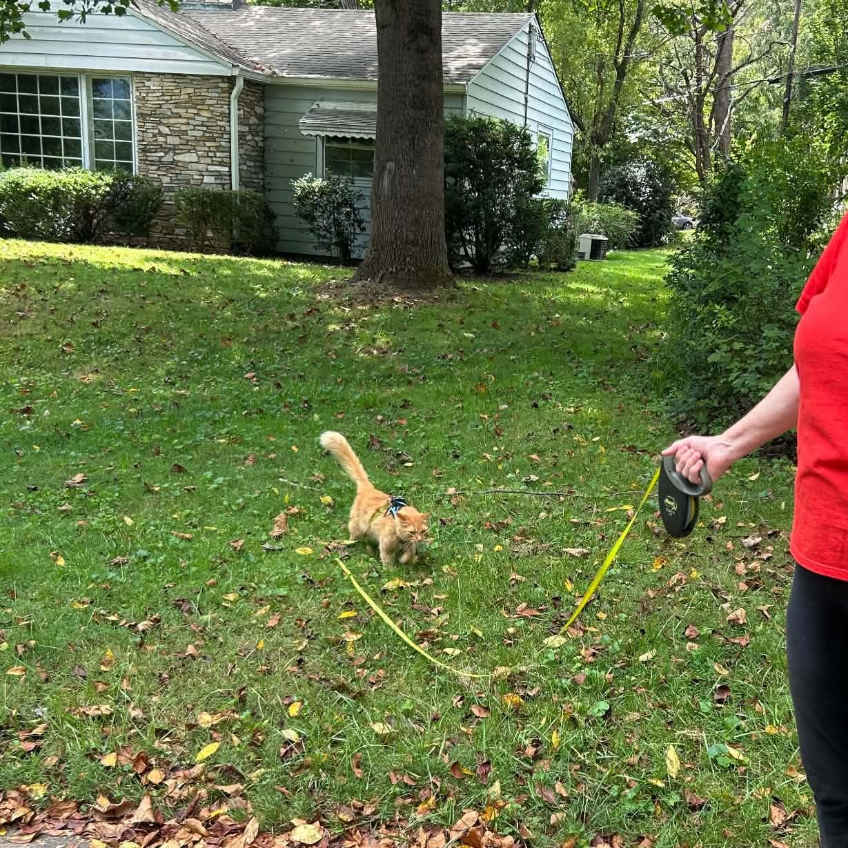 Enlarge Stevie, a Adopted Domestic Medium Hair in Asheville, NC image 6/6