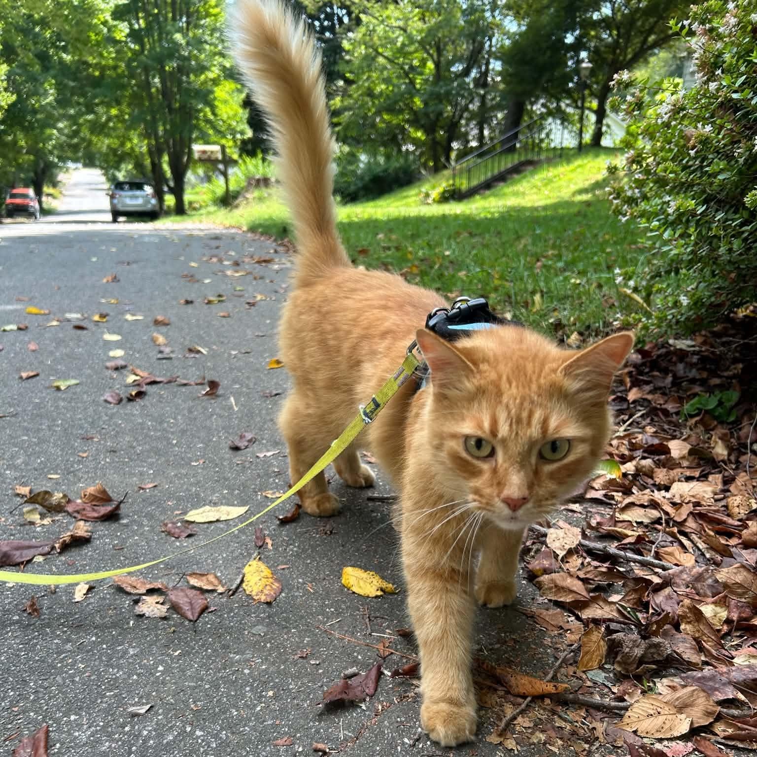 Enlarge Stevie, a Adopted Domestic Medium Hair in Asheville, NC image 2/6