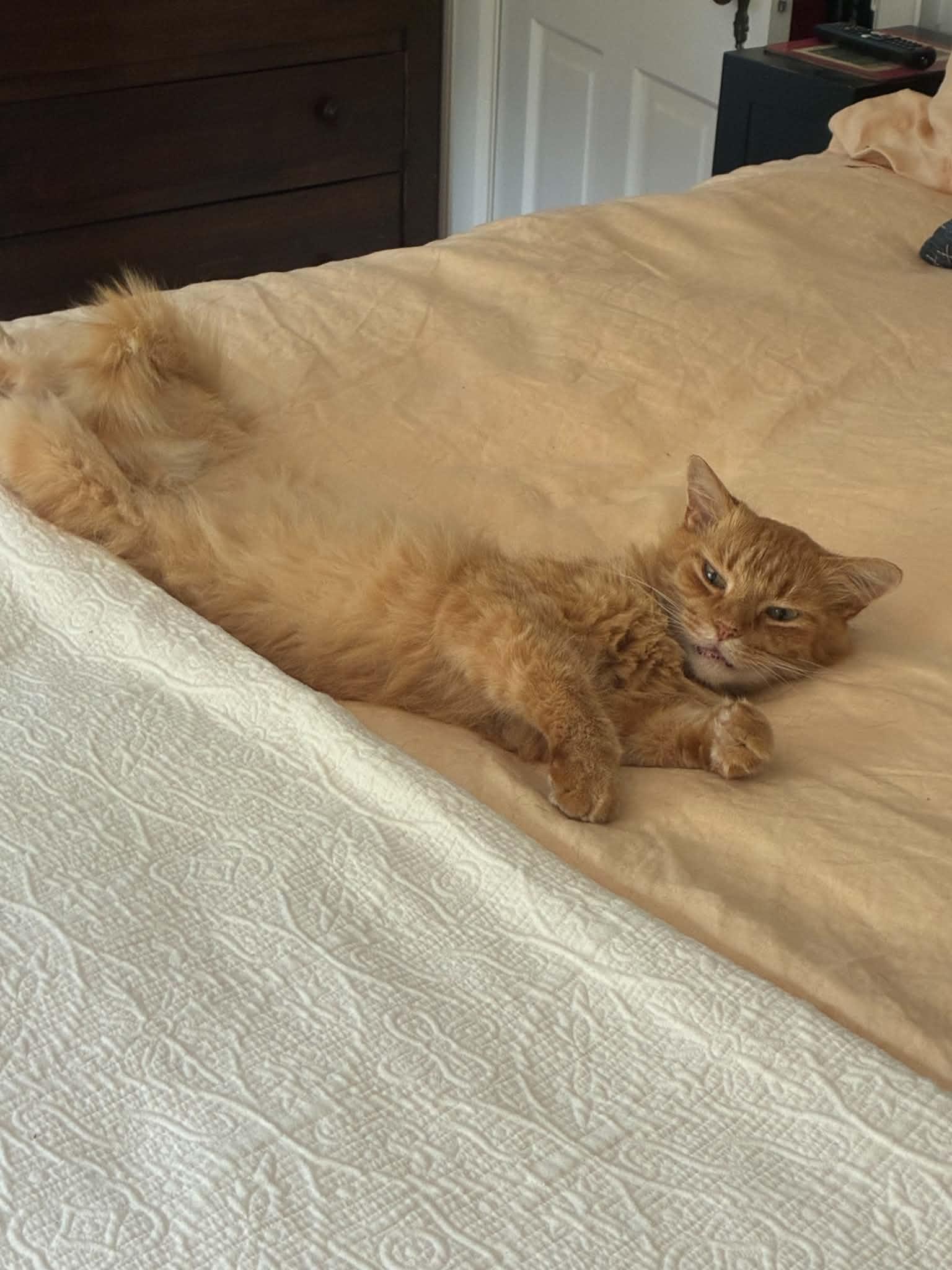 Enlarge Stevie, a Adopted Domestic Medium Hair in Asheville, NC image 4/6