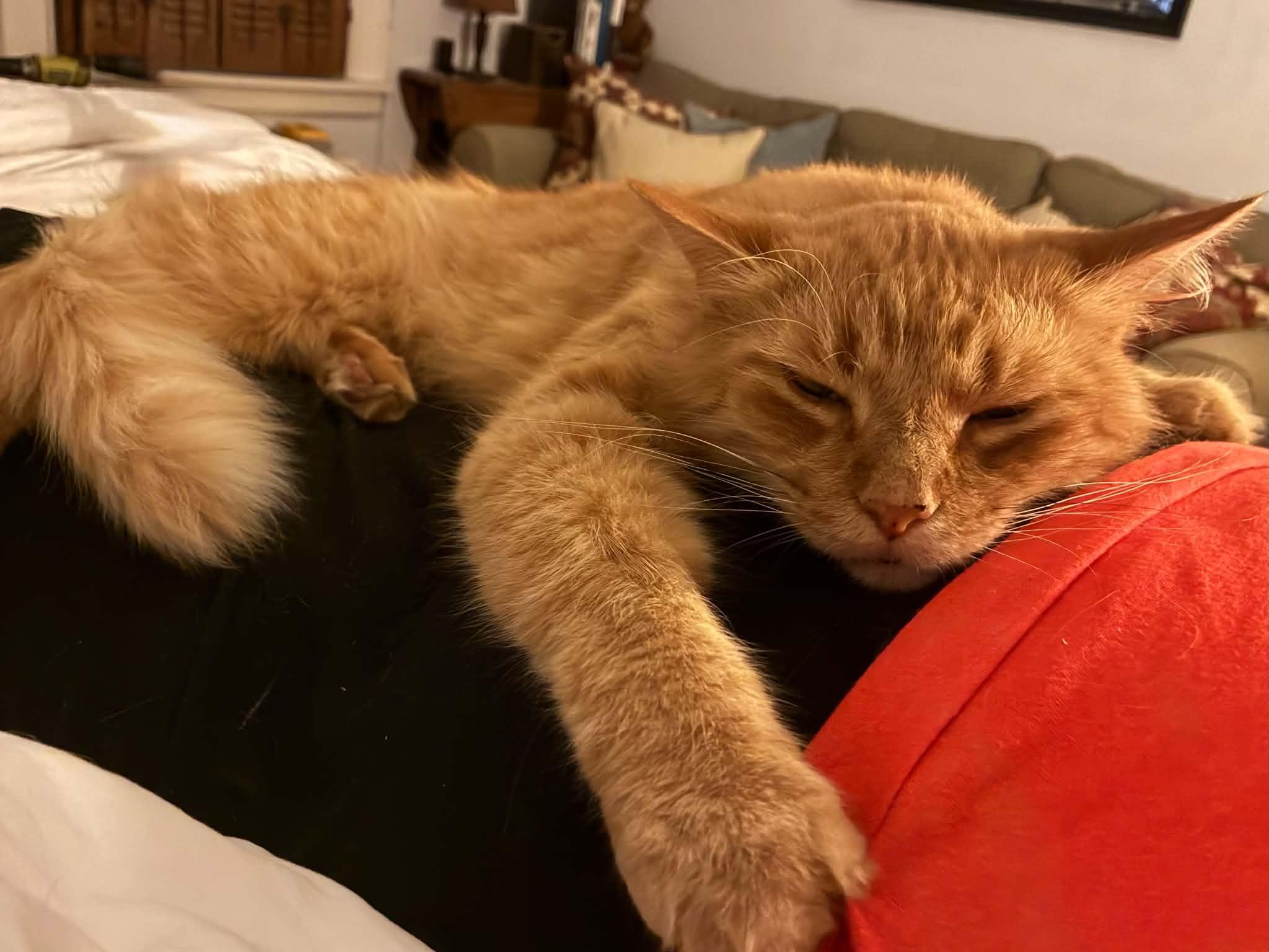 Stevie, Adopted, Adult Male Domestic Medium Hair.