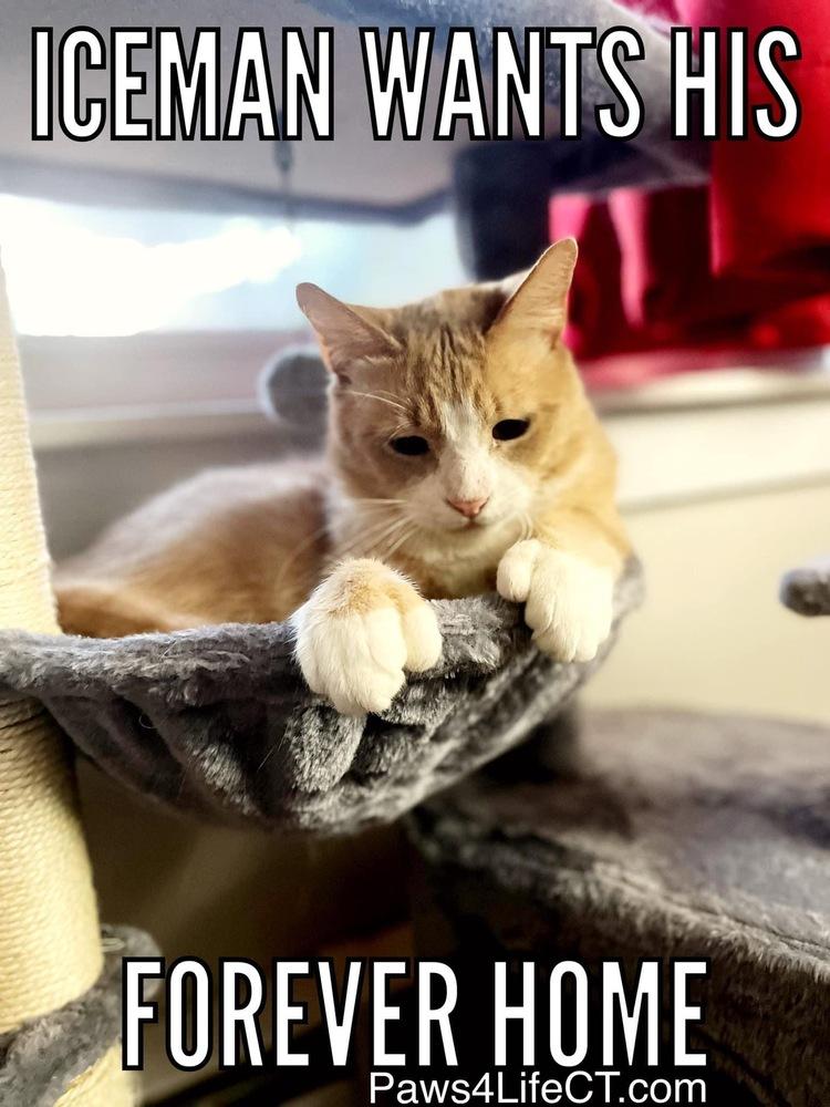 Enlarge Iceman (SPECIAL NEEDS), a Adoptable Domestic Short Hair in Bolton, CT image 1/6