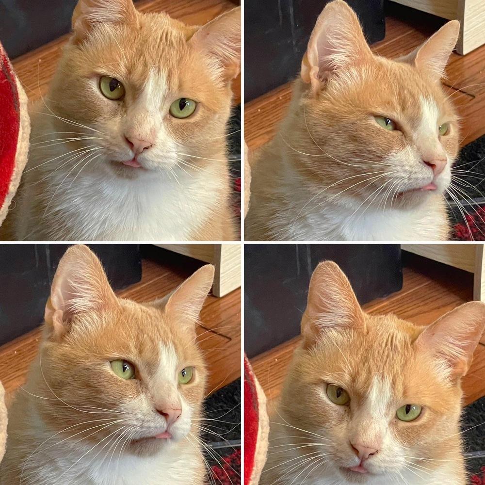 Enlarge Iceman (SPECIAL NEEDS), a Adoptable Domestic Short Hair in Bolton, CT image 2/6