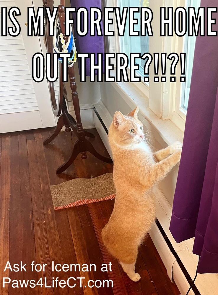 Enlarge Iceman (SPECIAL NEEDS), a Adoptable Domestic Short Hair in Bolton, CT image 3/6