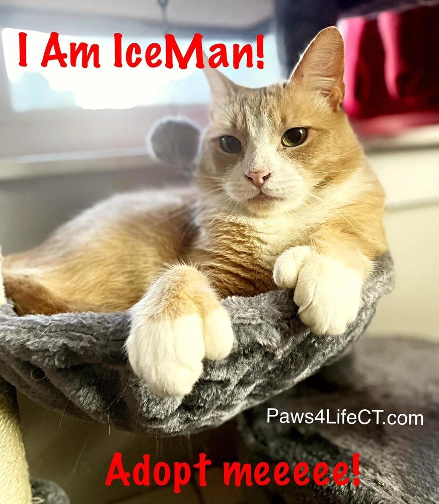 Enlarge Iceman (SPECIAL NEEDS), a Adoptable Domestic Short Hair in Bolton, CT image 4/6