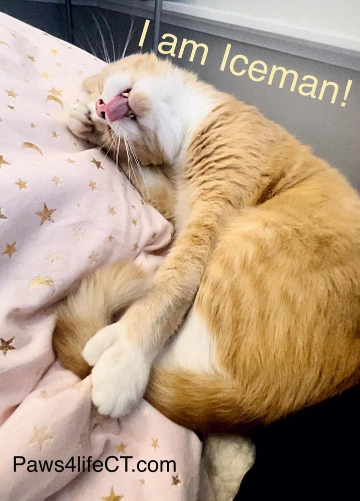 Enlarge Iceman (SPECIAL NEEDS), a Adoptable Domestic Short Hair in Bolton, CT image 5/6
