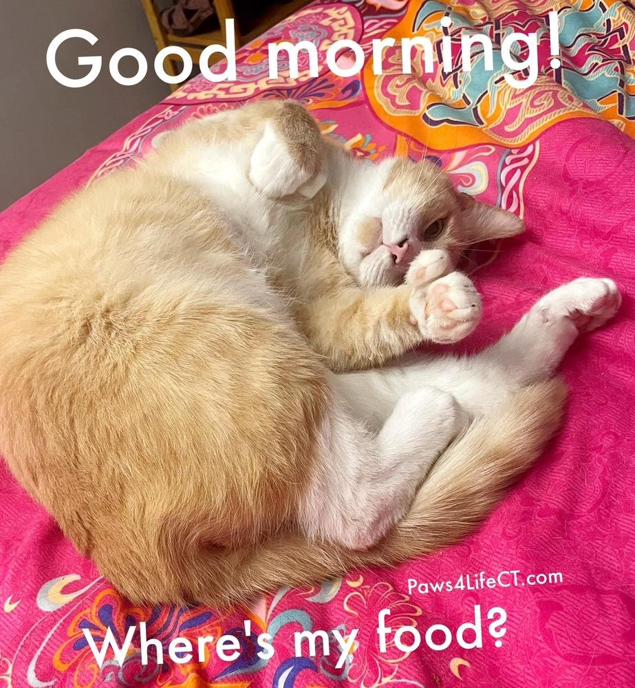 Enlarge Iceman (SPECIAL NEEDS), a Adoptable Domestic Short Hair in Bolton, CT image 6/6