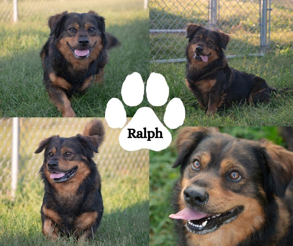 Ralph, Adoptable, Adult Male Shepherd & Corgi.