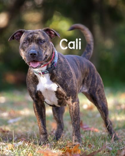 Enlarge Cali, a Adoptable mixed breed in Savannah, GA image 1/3