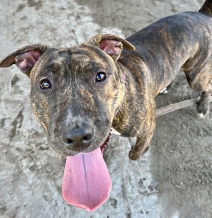 Enlarge Cali, a Adoptable mixed breed in Savannah, GA image 2/3