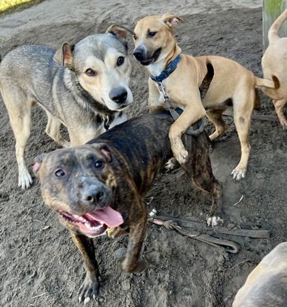 Enlarge Cali, a Adoptable mixed breed in Savannah, GA image 3/3