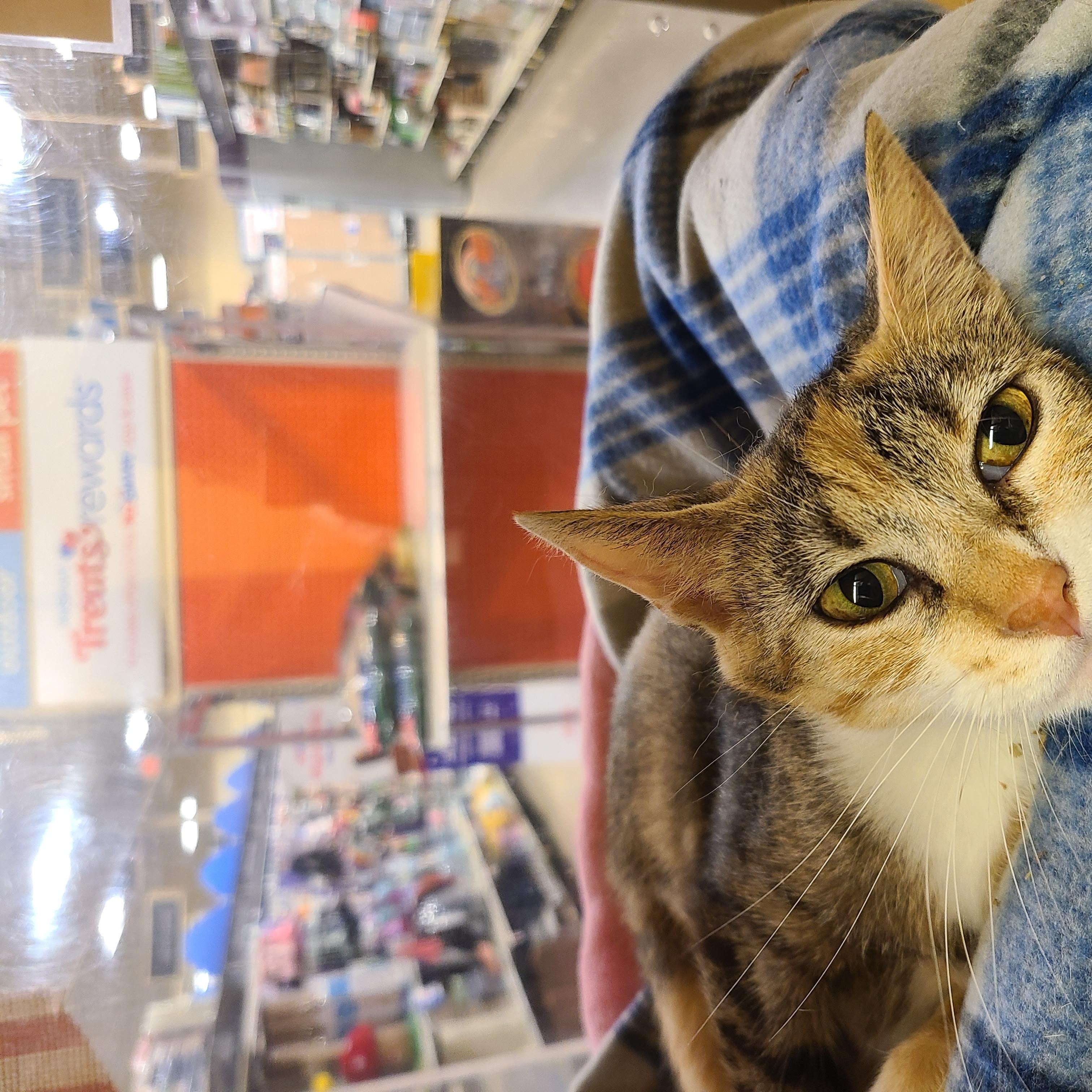Teala, a Adoptable Domestic Short Hair in Gerrardstown, WV image 4/4