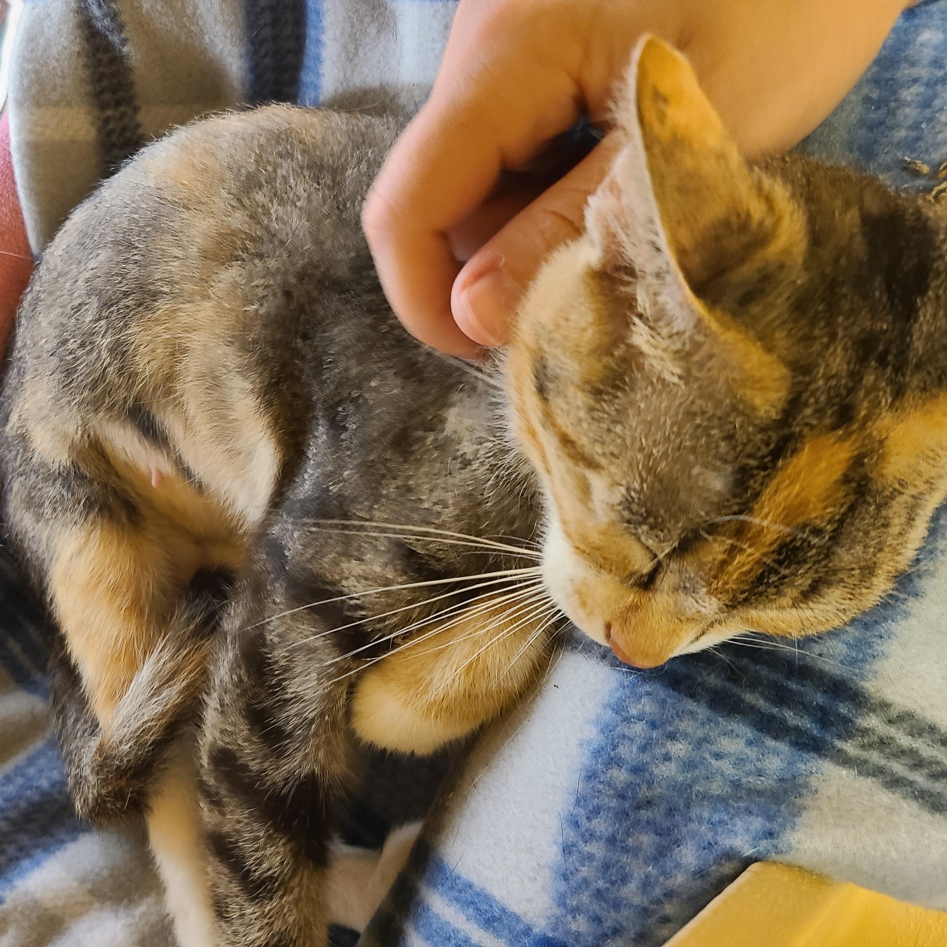 Teala, a Adoptable Domestic Short Hair in Gerrardstown, WV image 2/4