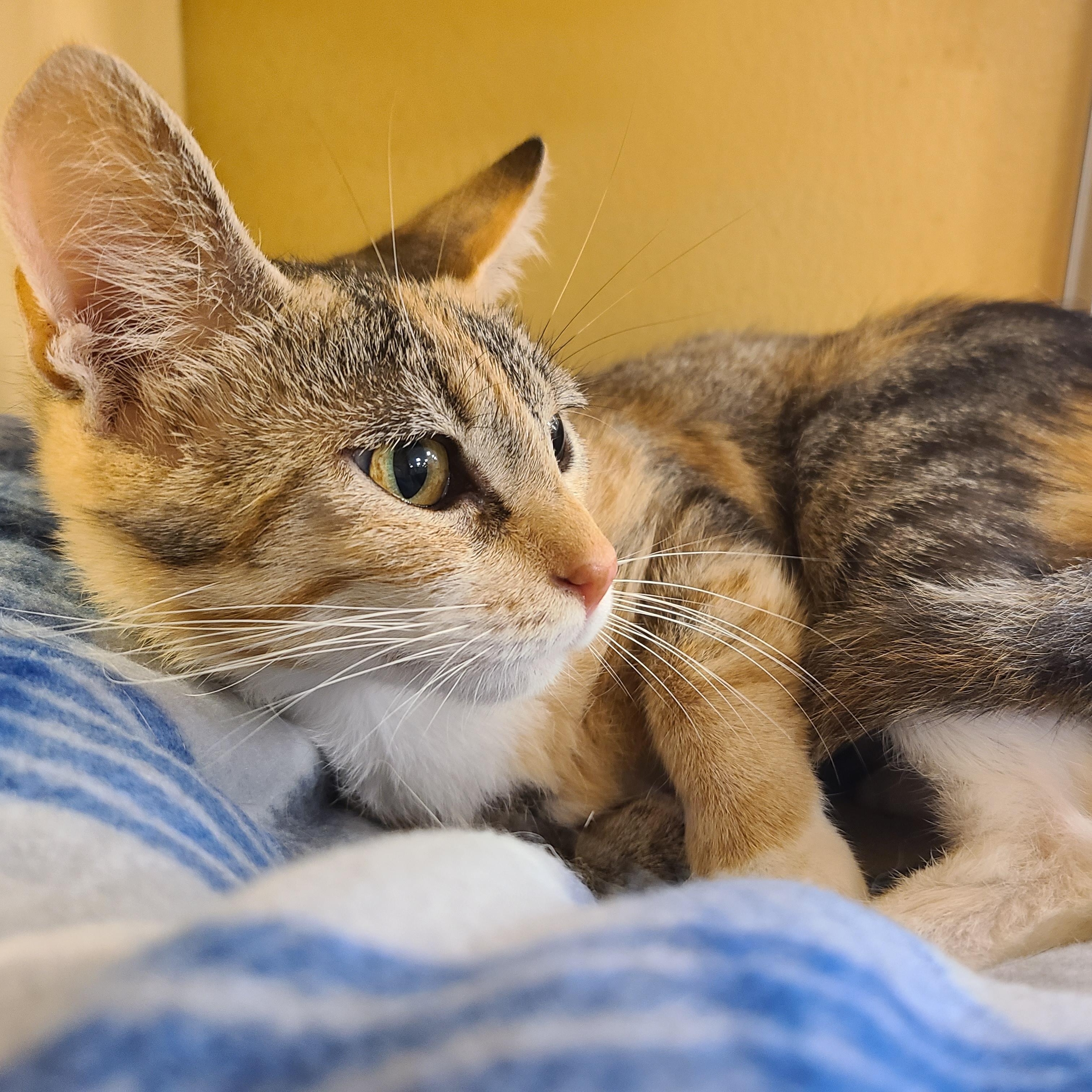Teala, a Adoptable Domestic Short Hair in Gerrardstown, WV image 3/4