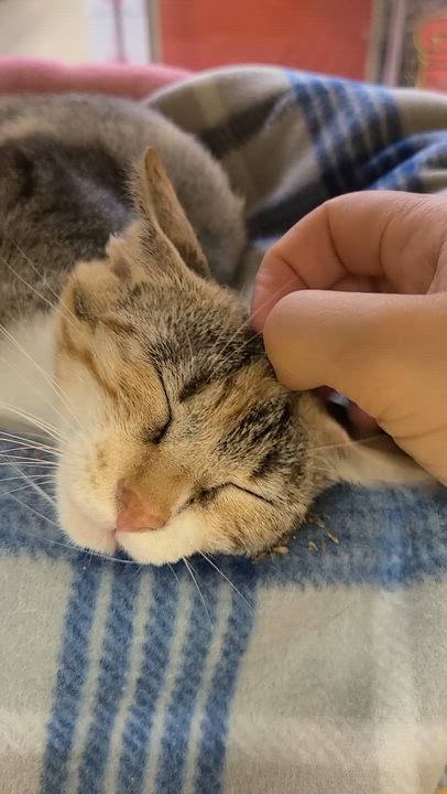 Enlarge Teala, a Adoptable Domestic Short Hair in Gerrardstown, WV video 1/4
