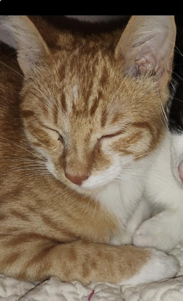 Smalls, Adoptable, Young Male Domestic Short Hair.