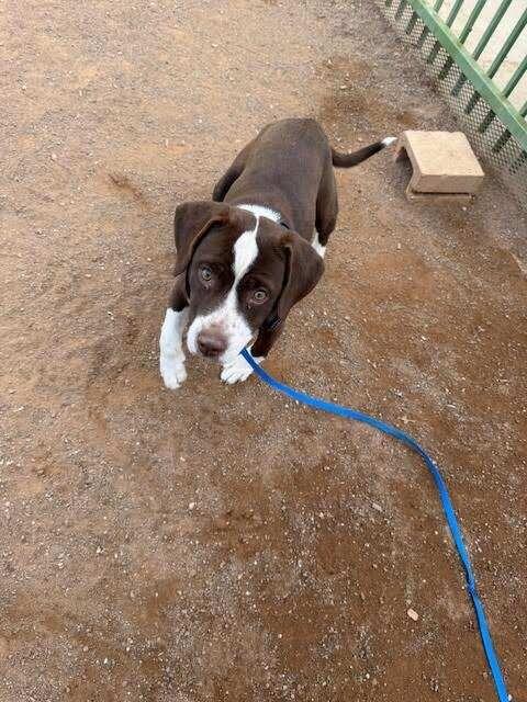 Enlarge Duck, a Adoptable Mixed Breed in Hobbs, NM image 1/6