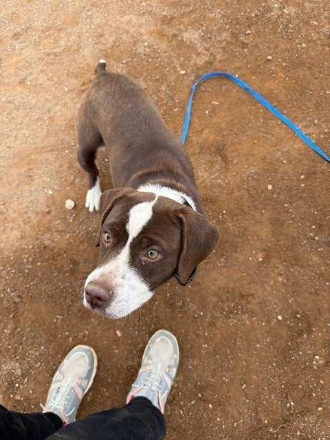 Enlarge Duck, a Adoptable Mixed Breed in Hobbs, NM image 2/6