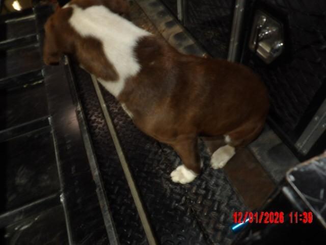 Enlarge Duck, a Adoptable Mixed Breed in Hobbs, NM image 3/6