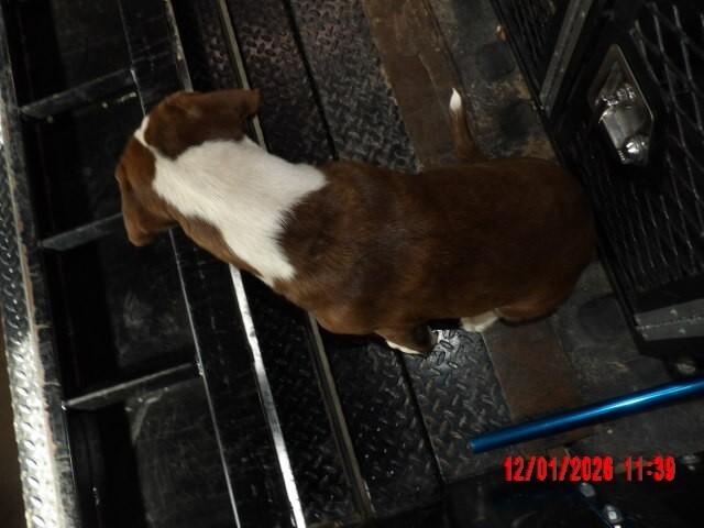 Enlarge Duck, a Adoptable Mixed Breed in Hobbs, NM image 4/6