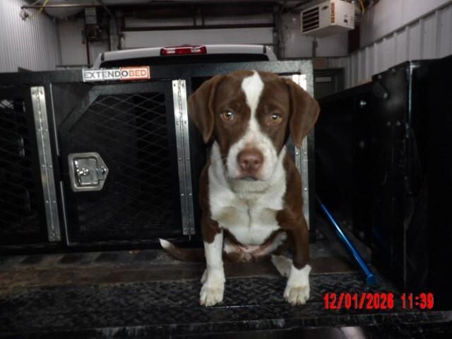 Enlarge Duck, a Adoptable Mixed Breed in Hobbs, NM image 5/6