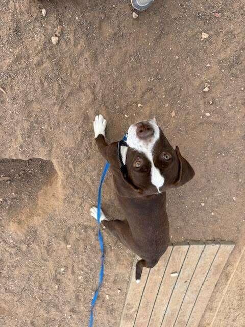 Enlarge Duck, a Adoptable Mixed Breed in Hobbs, NM image 6/6
