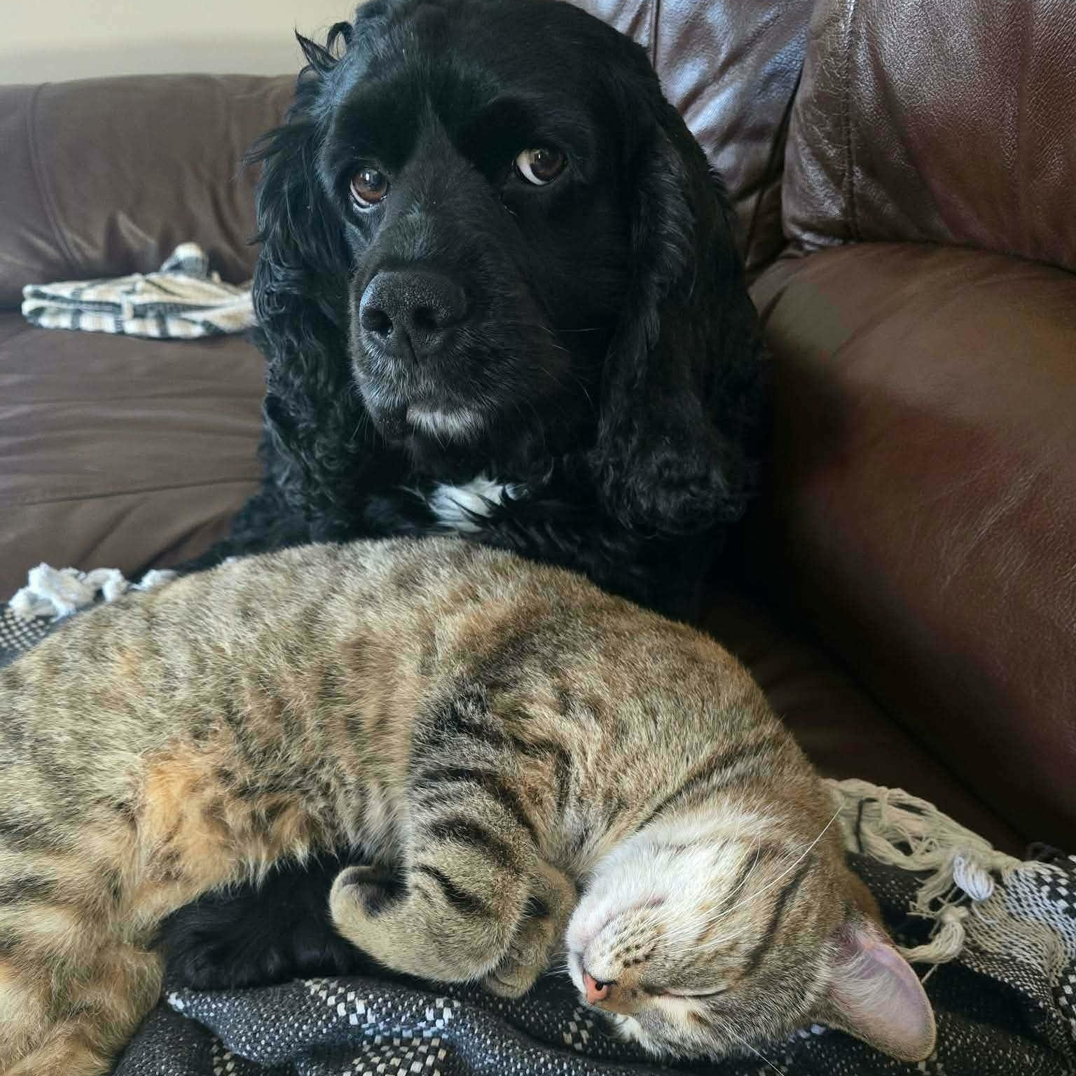 Kali (f) 1yrs old tabby/torbie Polydactyl , ADOPTABLE, Adult Female Torbie & Extra-Toes Cat / Hemingway Polydactyl.