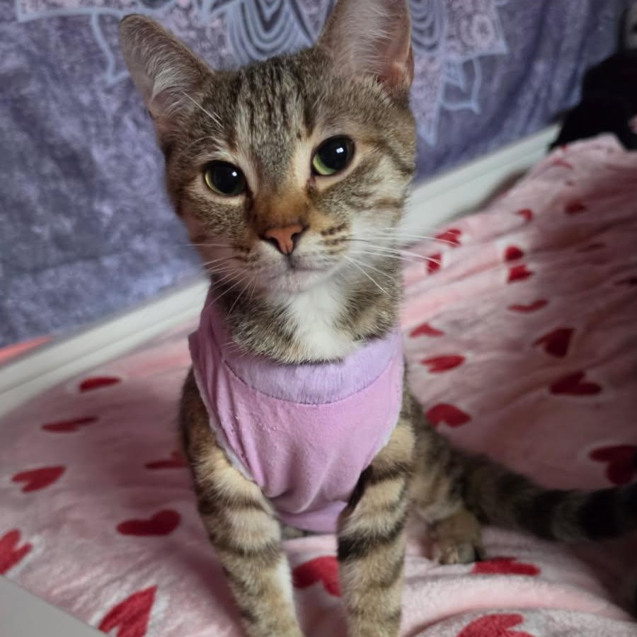 Enlarge Kali (f) 3yrs old tabby/torbie Polydactyl , an adopted mixed breed in Ottawa, ON image 6/6