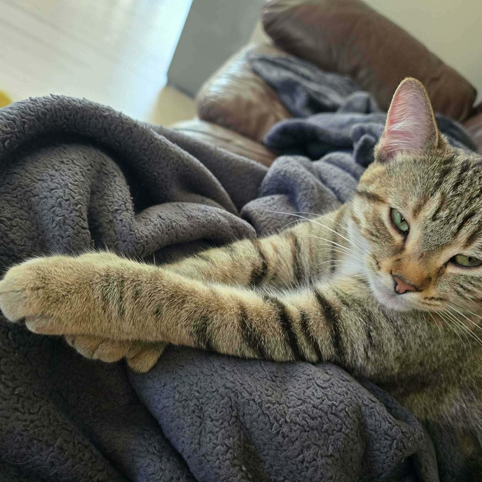 Enlarge Kali (f) 1yrs old tabby/torbie Polydactyl , a ADOPTABLE mixed breed in Ottawa, ON image 4/6