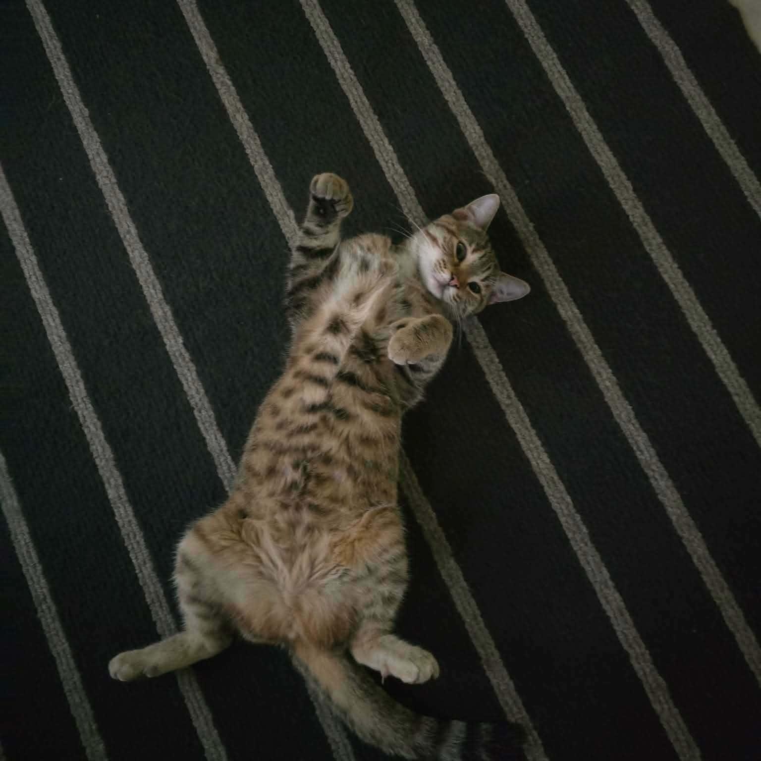 Enlarge Kali (f) 1yrs old tabby/torbie Polydactyl , a ADOPTABLE mixed breed in Ottawa, ON image 2/6