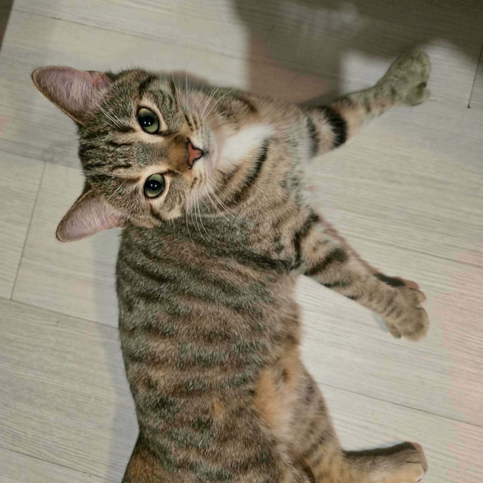 Enlarge Kali (f) 1yrs old tabby/torbie Polydactyl , a ADOPTABLE mixed breed in Ottawa, ON image 6/6