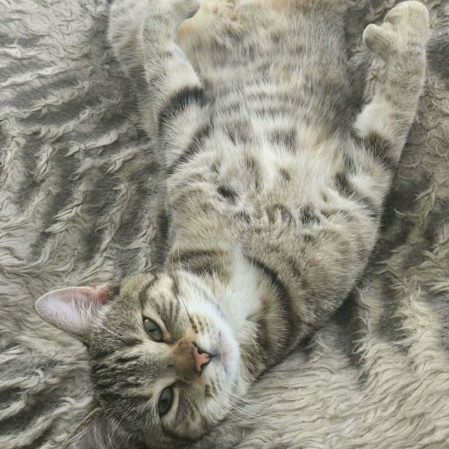 Enlarge Kali (f) 1yrs old tabby/torbie Polydactyl , a ADOPTABLE mixed breed in Ottawa, ON image 3/6