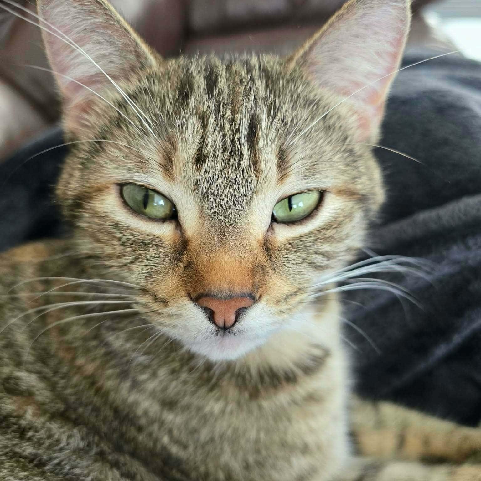 Kali (f) 3yrs old tabby/torbie Polydactyl , adopted, Adult Female Torbie & Extra-Toes Cat / Hemingway Polydactyl.