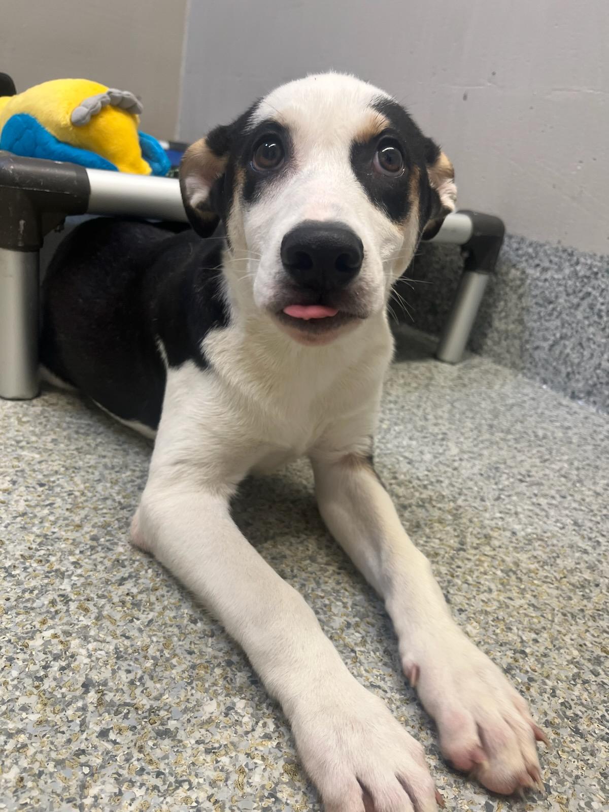 Enlarge Alexander (ID 51705), an adopted Shepherd in Manassas, VA image 1/1