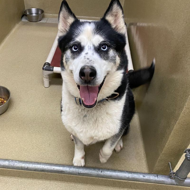 Enlarge Blue Ramone #21706, a ADOPTABLE Siberian Husky in Monroe, GA image 1/3