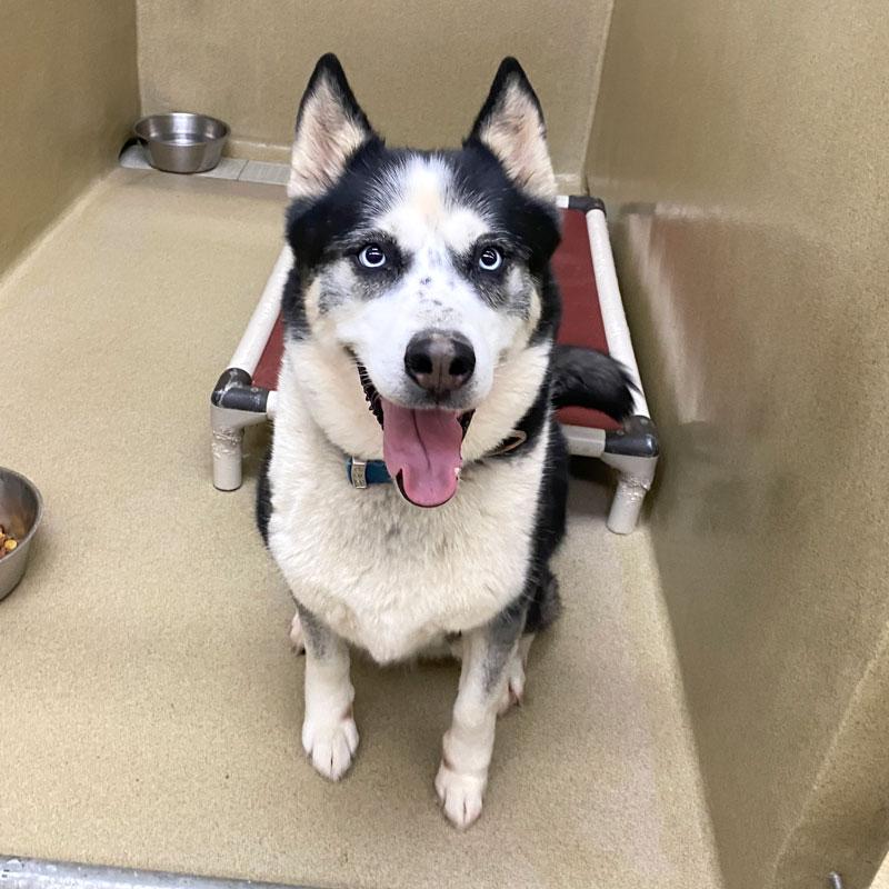 Enlarge Blue Ramone #21706, a ADOPTABLE Siberian Husky in Monroe, GA image 3/3