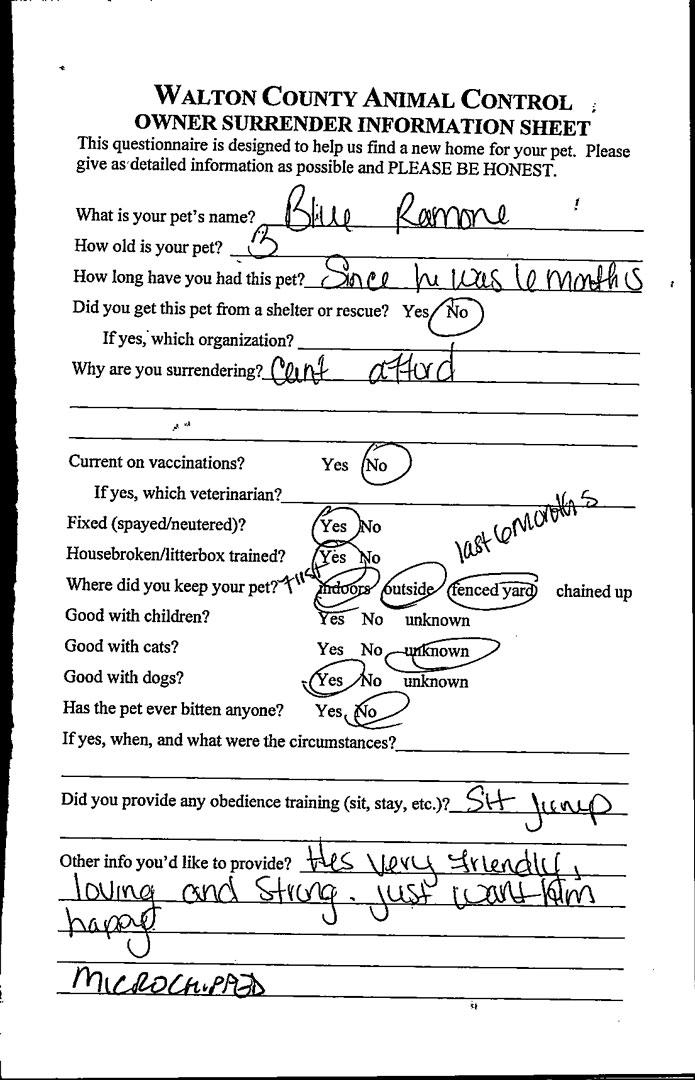 Enlarge Blue Ramone #21706, a ADOPTABLE Siberian Husky in Monroe, GA image 2/3