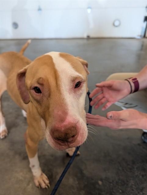 Enlarge PENELOPE, a Adoptable mixed breed in Lees Summit, MO image 1/1